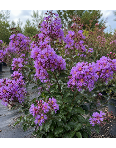 CRAPE MYRTLE, 'THUNDERSTRUCK LAVENDER SKIES', 15G*
