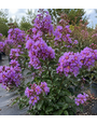 THUNDERSTRUCK™ LAVENDER SKIES™ CRAPE MYRTLE, 15 GALLON