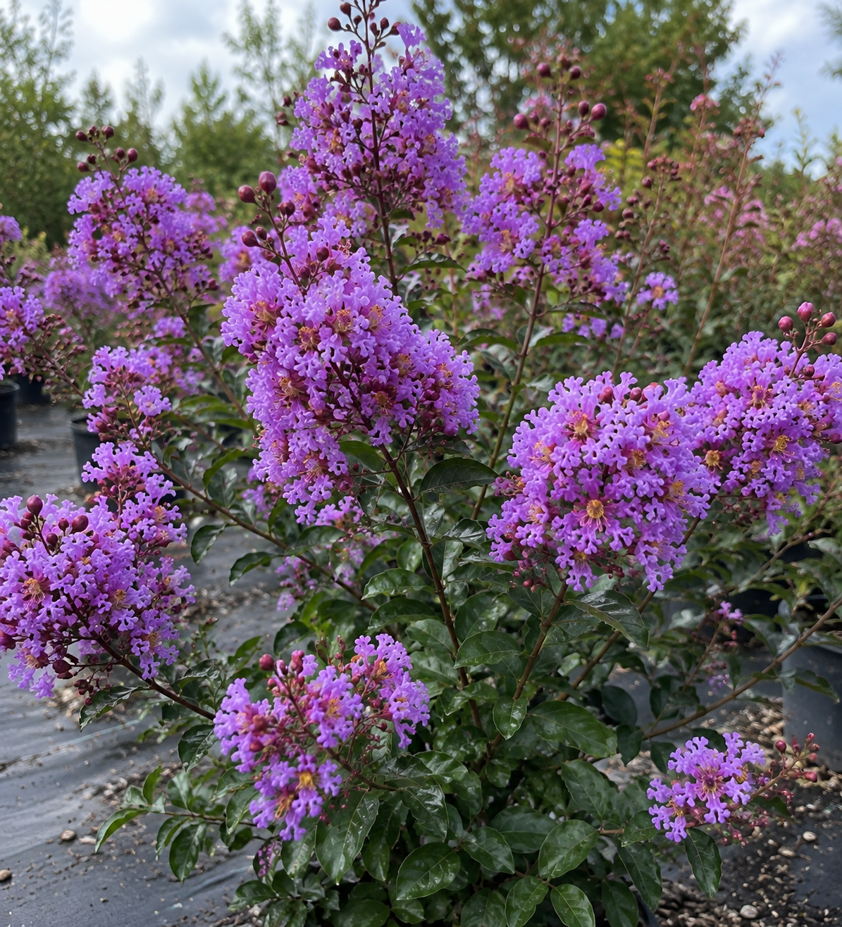 THUNDERSTRUCK™ LAVENDER SKIES™ CRAPE MYRTLE, 15 GALLON