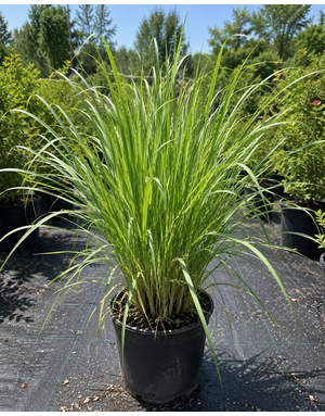 LEMON GRASS, 1G*
