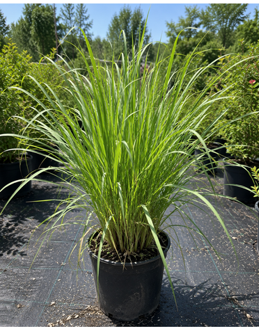 LEMON GRASS, 1G*