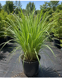 LEMON GRASS, 1 GALLON