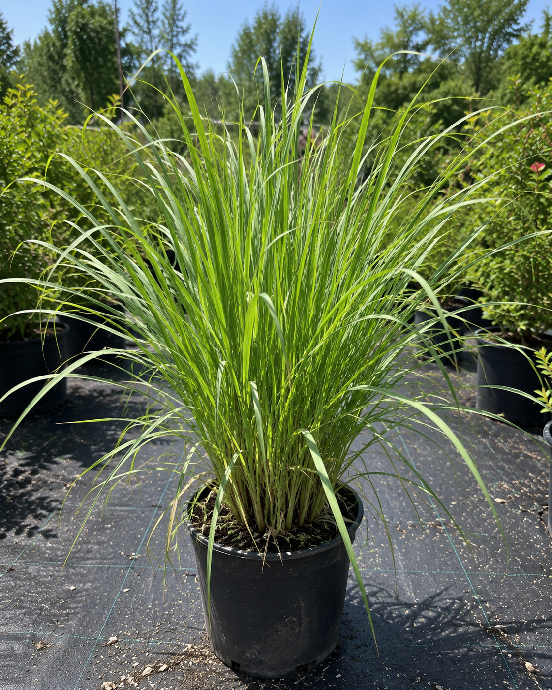 LEMON GRASS, 1 GALLON