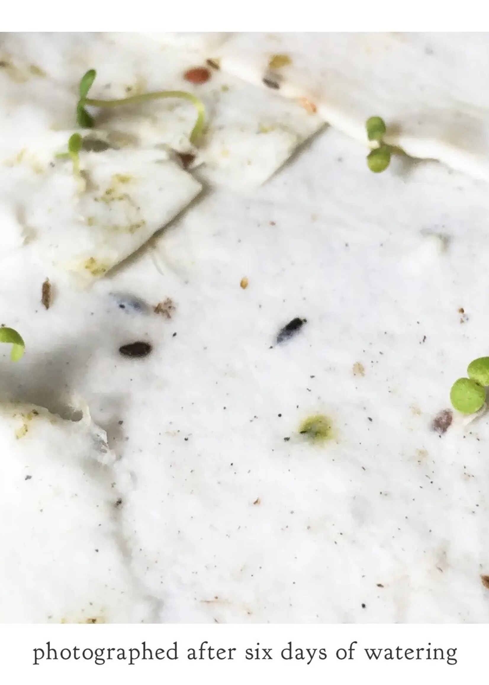 The Bower Studio Plantable Seed Insect Greeting Cards box set