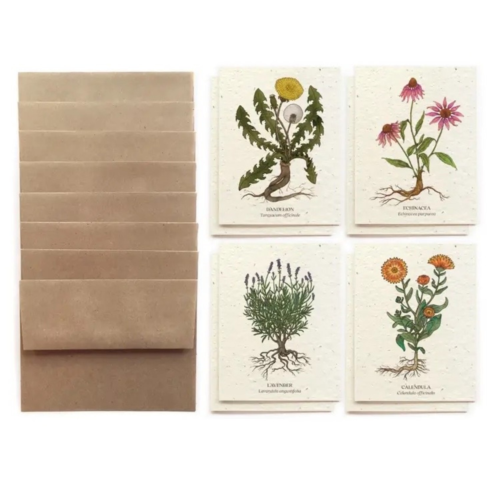 The Bower Studio Medicinal plants Greeting Cards box set