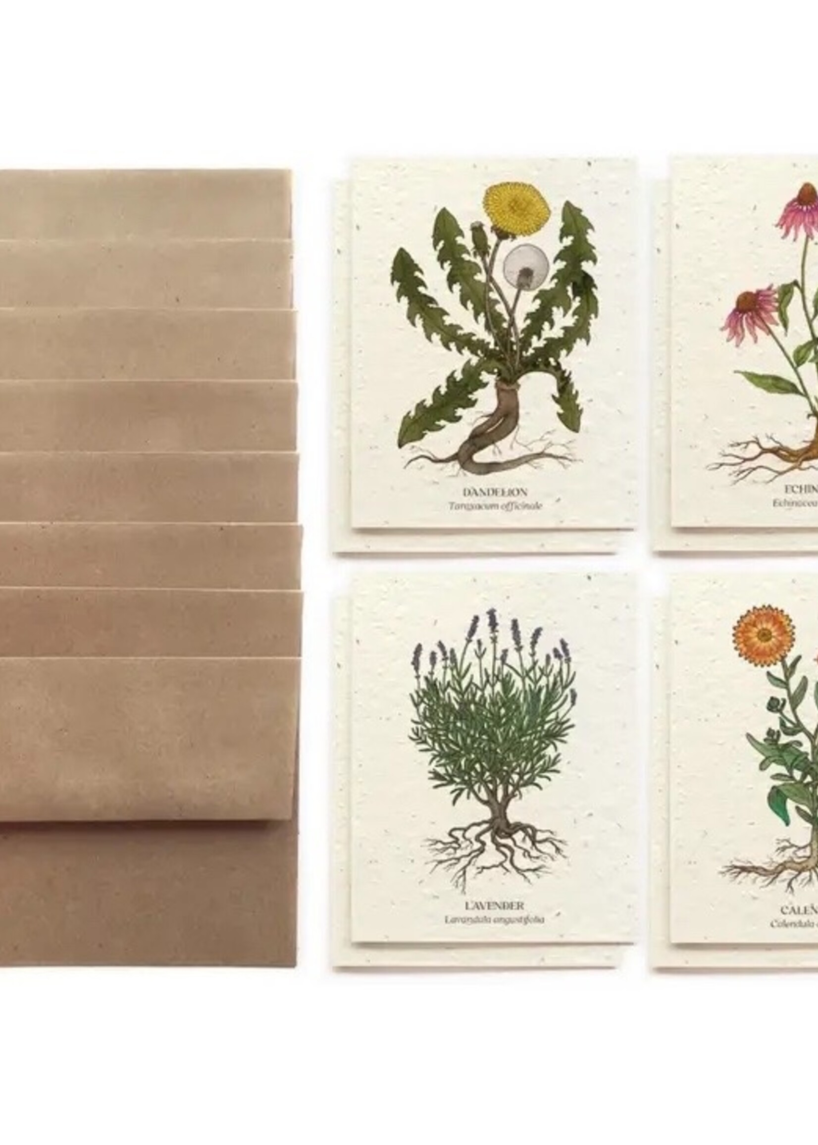 The Bower Studio Medicinal plants Greeting Cards box set