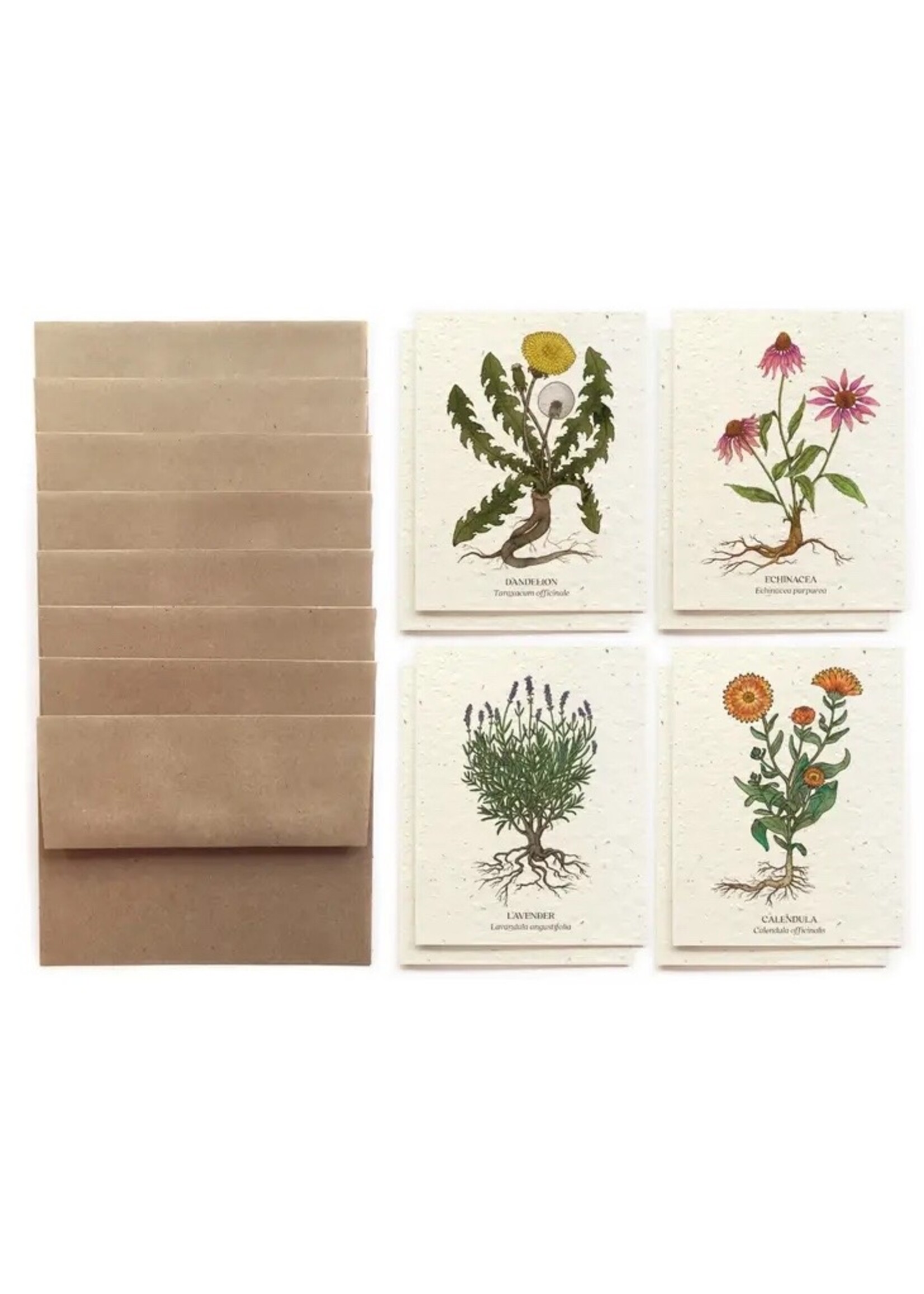 The Bower Studio Medicinal plants Greeting Cards box set