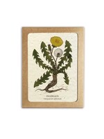 The Bower Studio Medicinal plants Greeting Cards box set