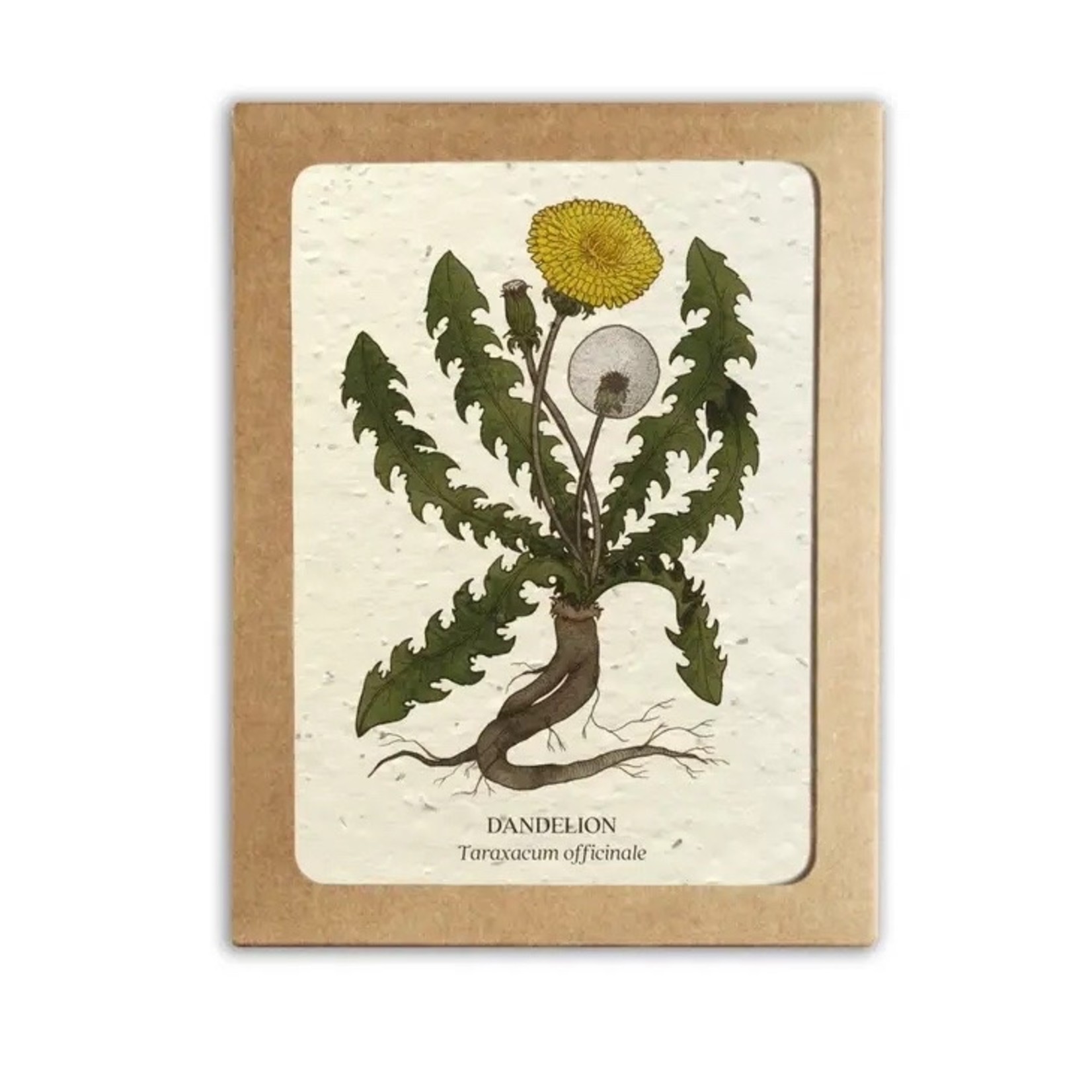 The Bower Studio Medicinal plants Greeting Cards box set