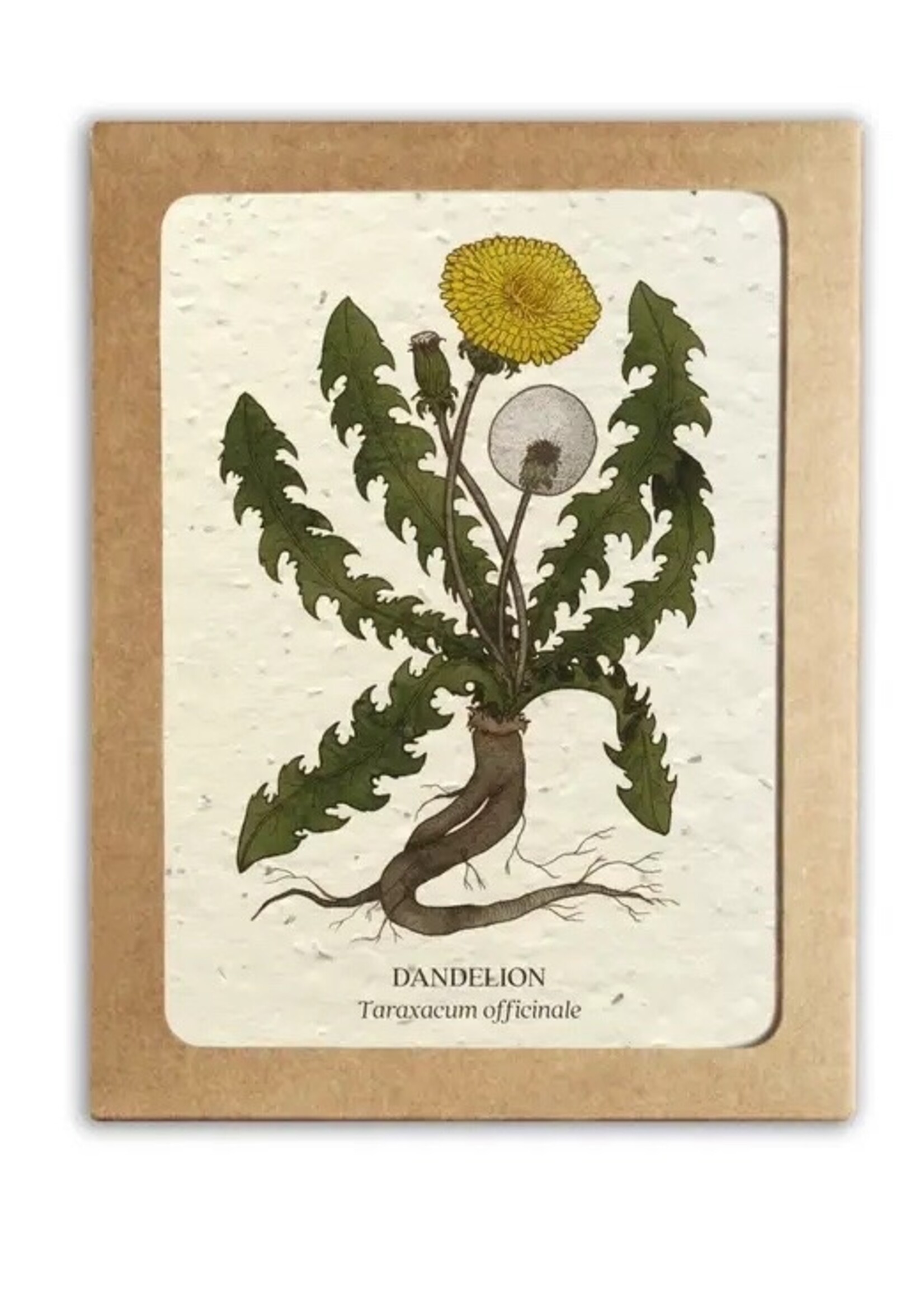 The Bower Studio Medicinal plants Greeting Cards box set