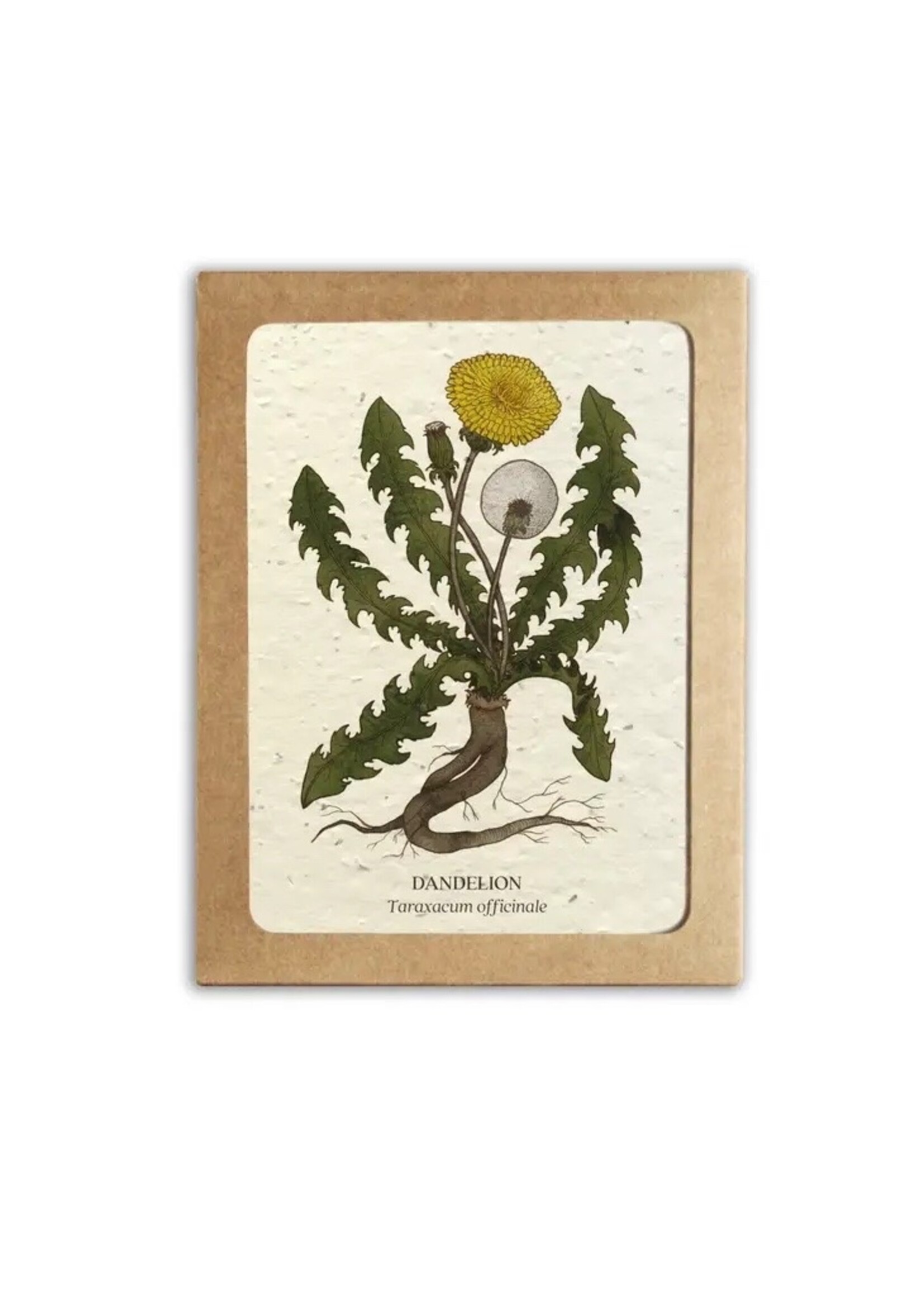 The Bower Studio Medicinal plants Greeting Cards box set