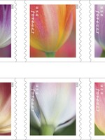 Forever Stamps - Tulip Blossoms USPS Stamps