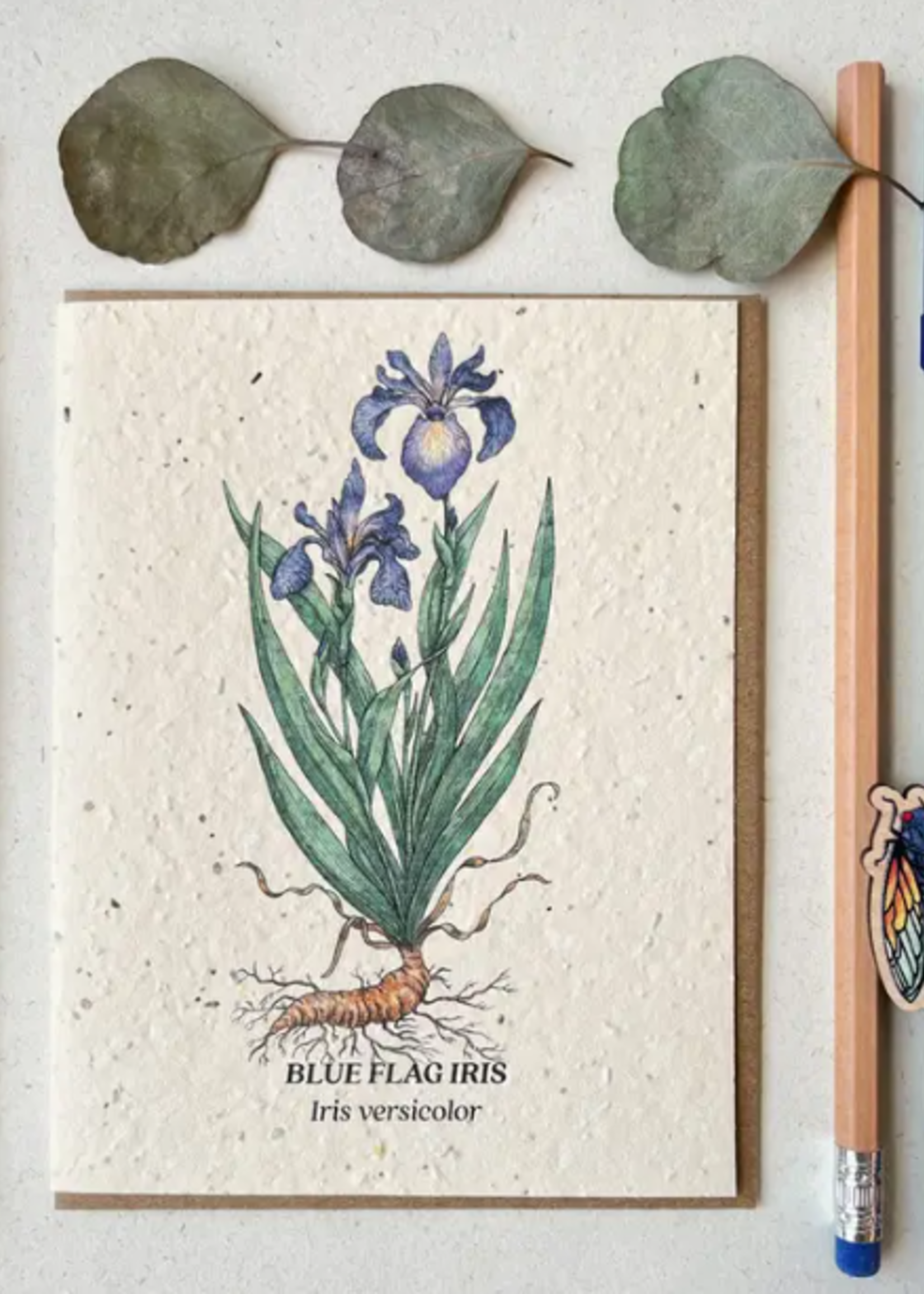 The Bower Studio The Bower Studio plantable seed Blue Flag Iris
