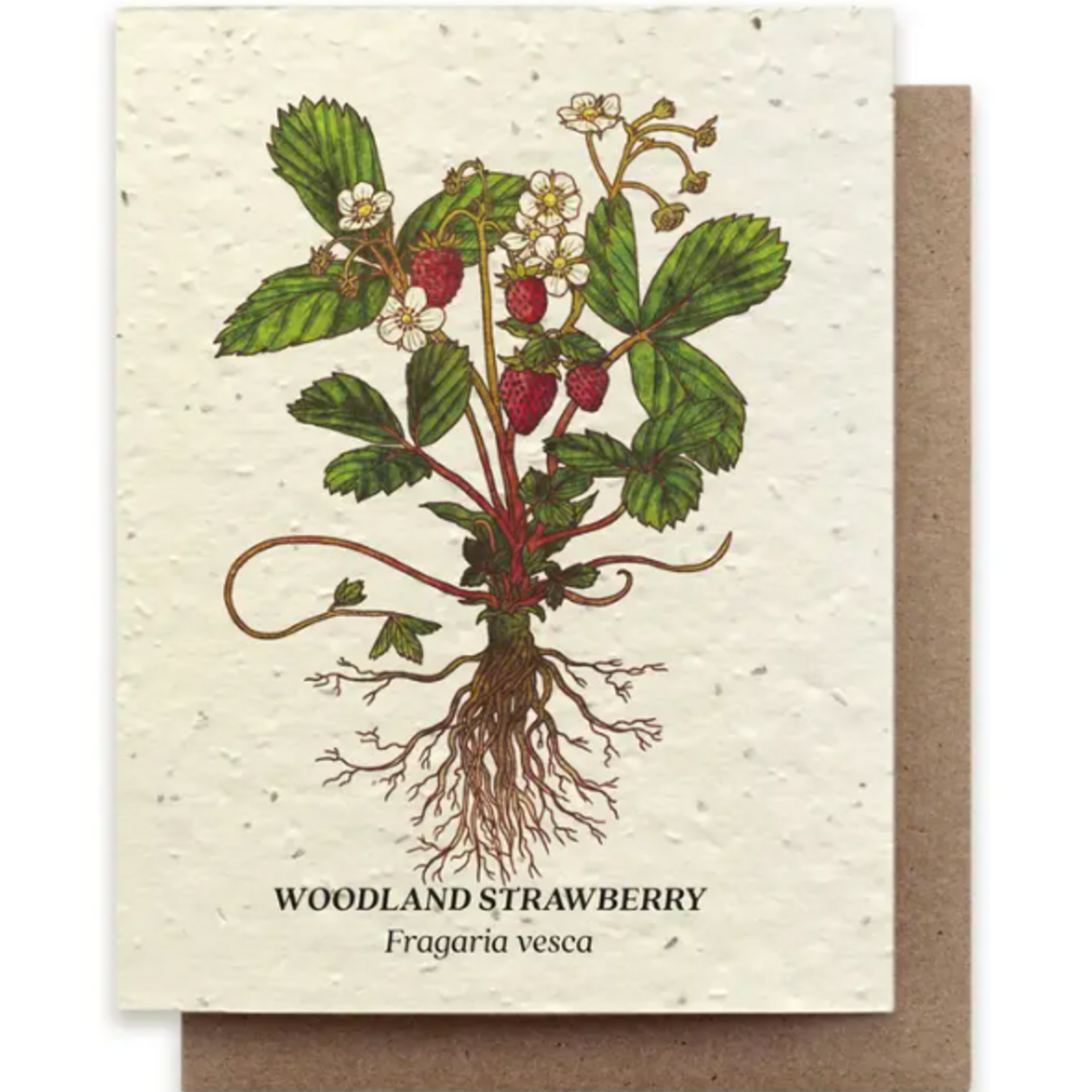The Bower Studio The Bower Studio plantable seed woodland strawberry