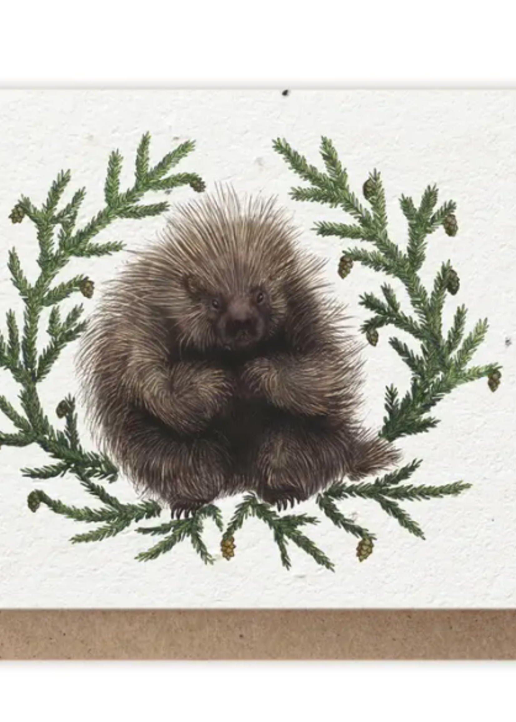 The Bower Studio The Bower Studio plantable seed Porcupine/Hemlock