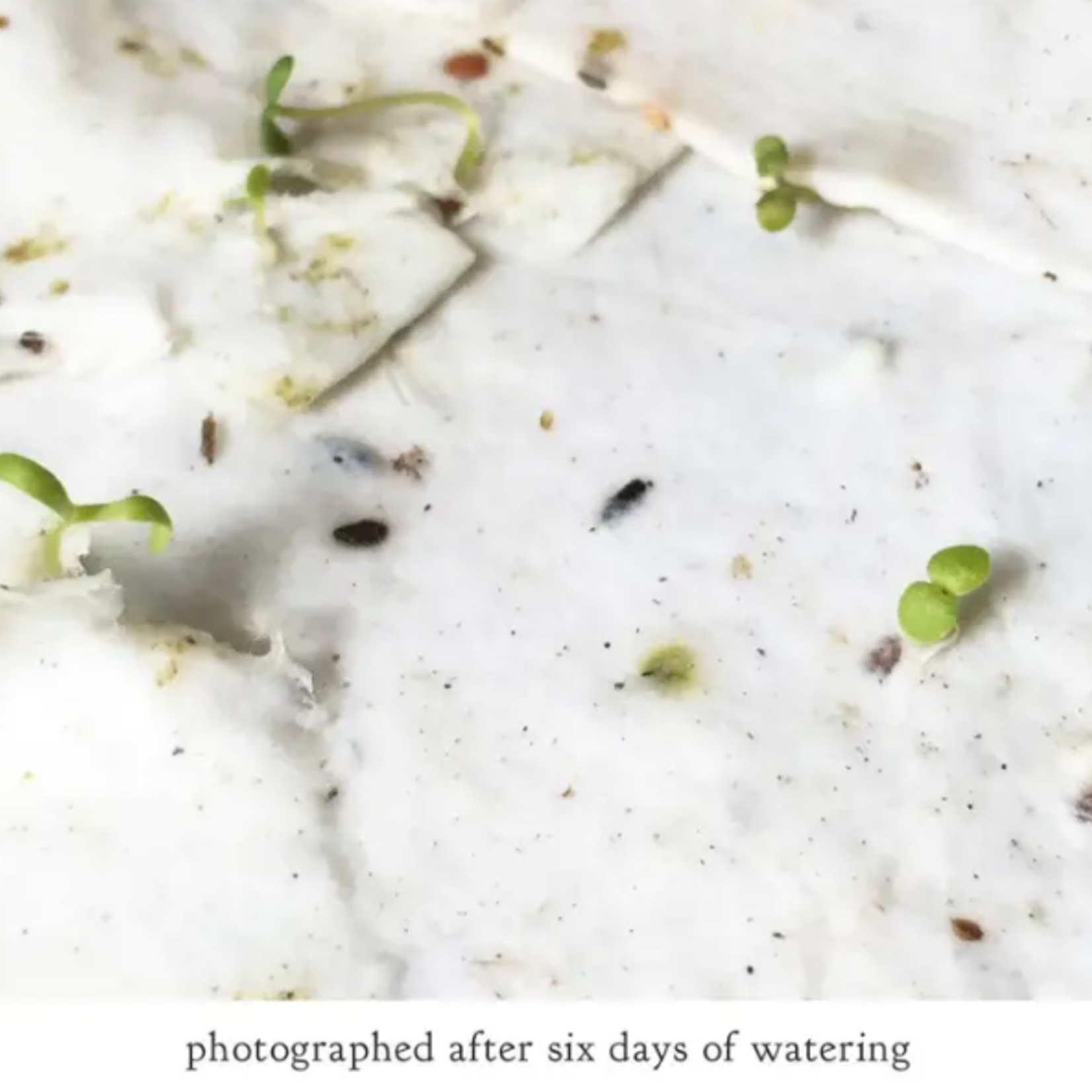 The Bower Studio The Bower Studio plantable seed I only have eyes spider