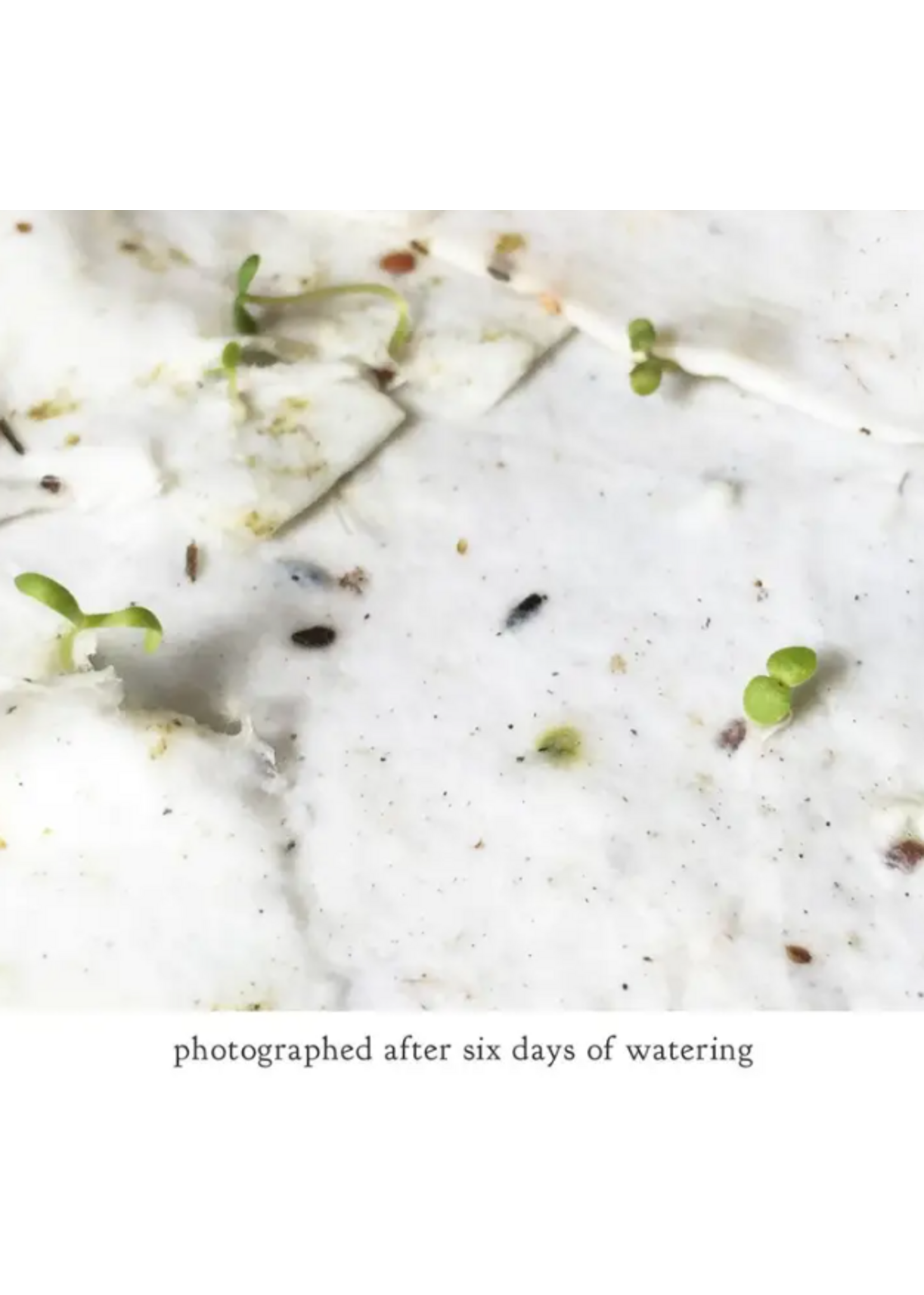 The Bower Studio The Bower Studio plantable seed card Two Toads