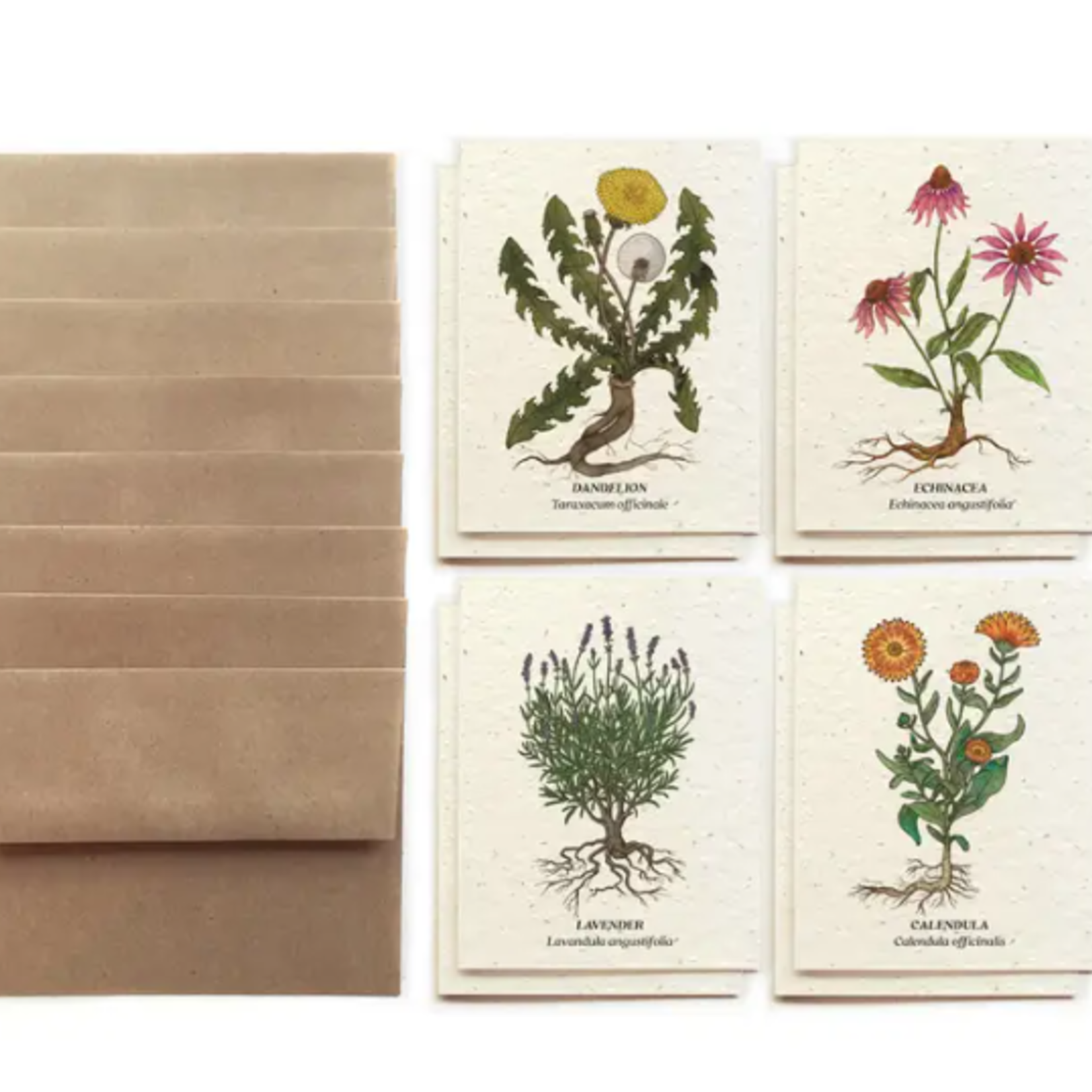 The Bower Studio The Bower Studio plantable seed Medicinal Plants  Greeting Cards box set