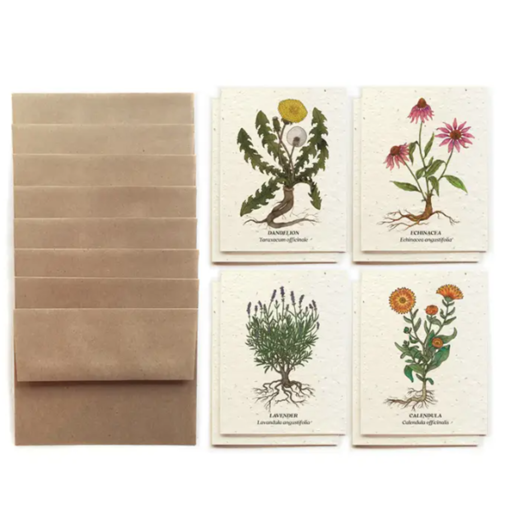 The Bower Studio The Bower Studio plantable seed Medicinal Plants  Greeting Cards box set