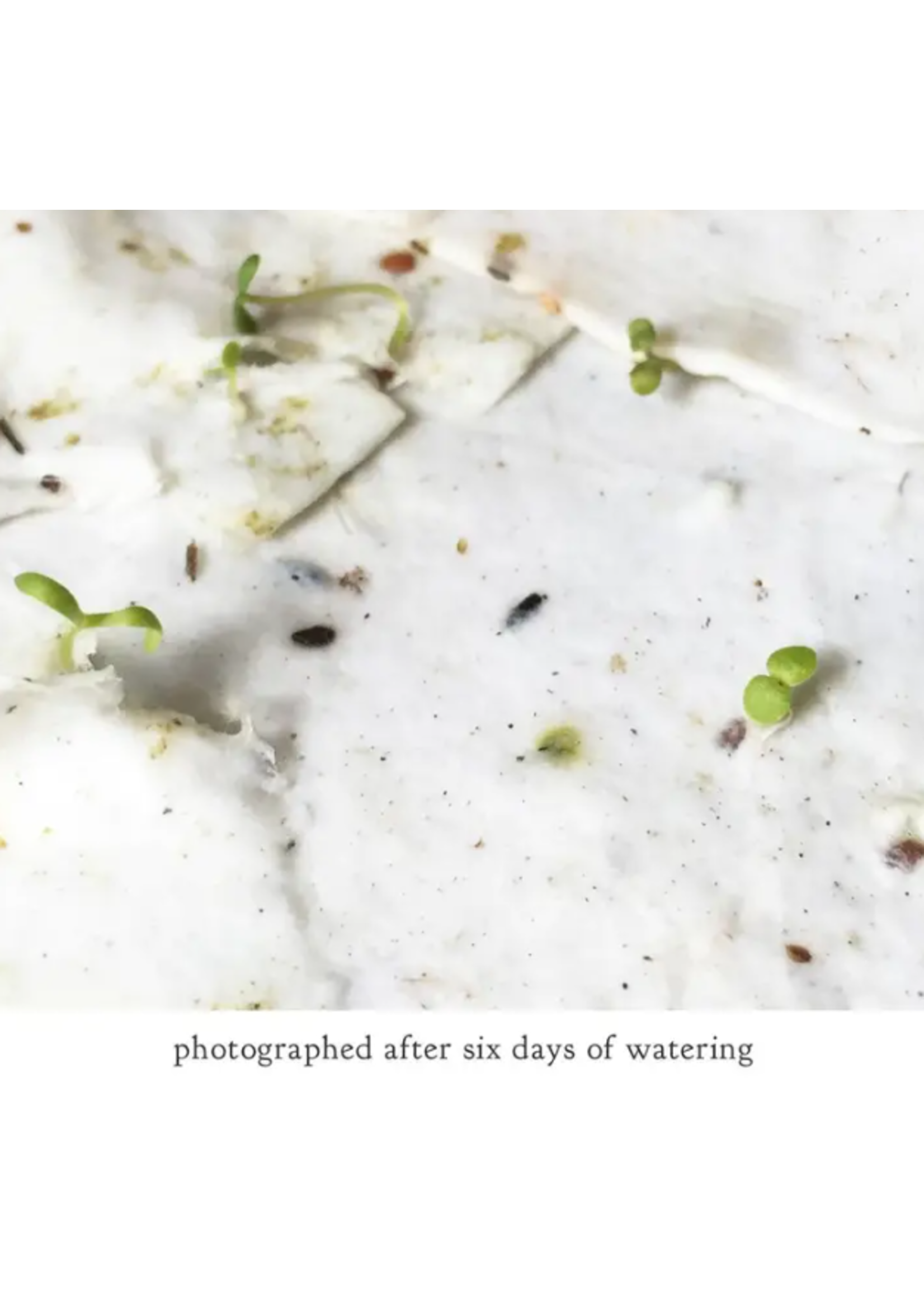 The Bower Studio The Bower Studio plantable seed Pondside Flat  Greeting Cards box set