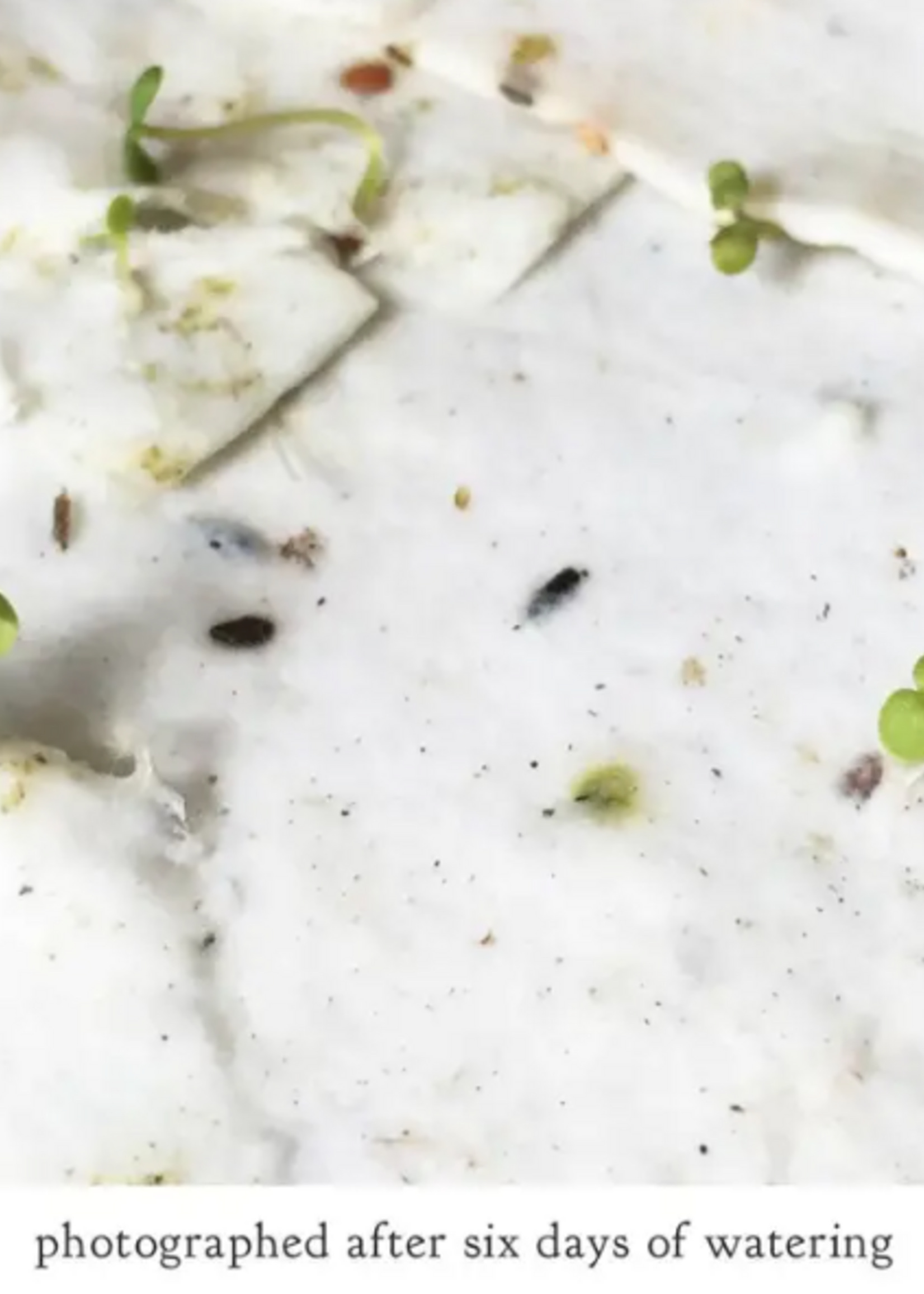 The Bower Studio The Bower Studio thinking of you