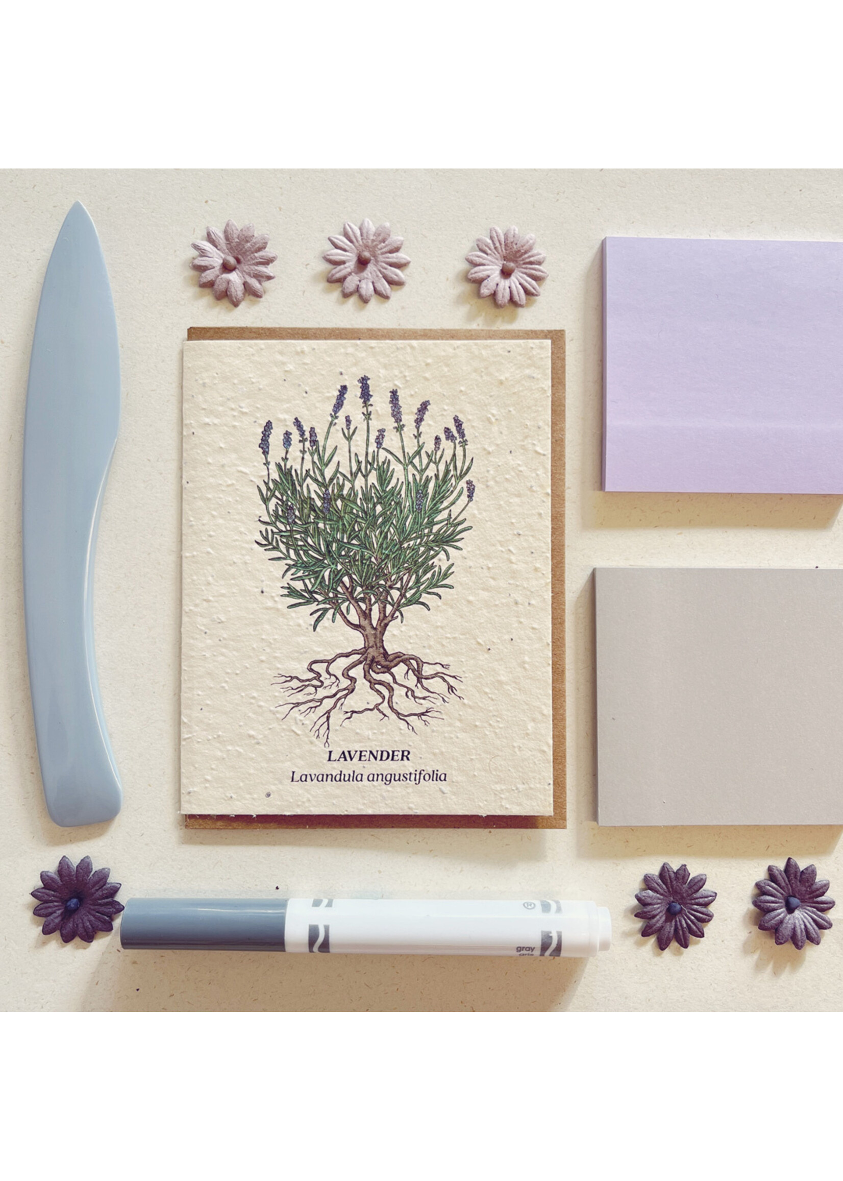 The Bower Studio The Bower Studio plantable seed lavender botanical