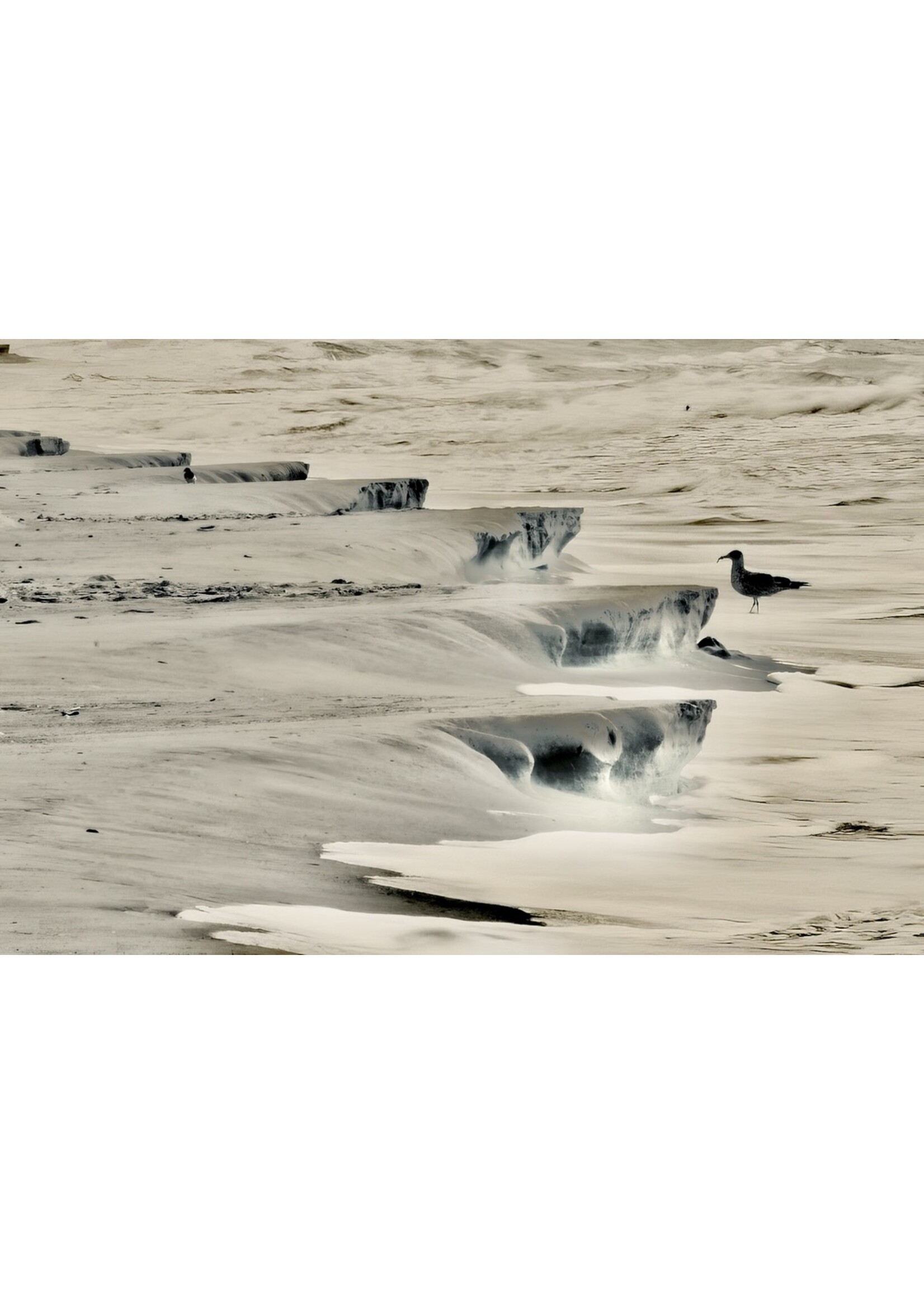 Muse Gallery Beach Harrows by Cindy K. Smith Muse Gallery