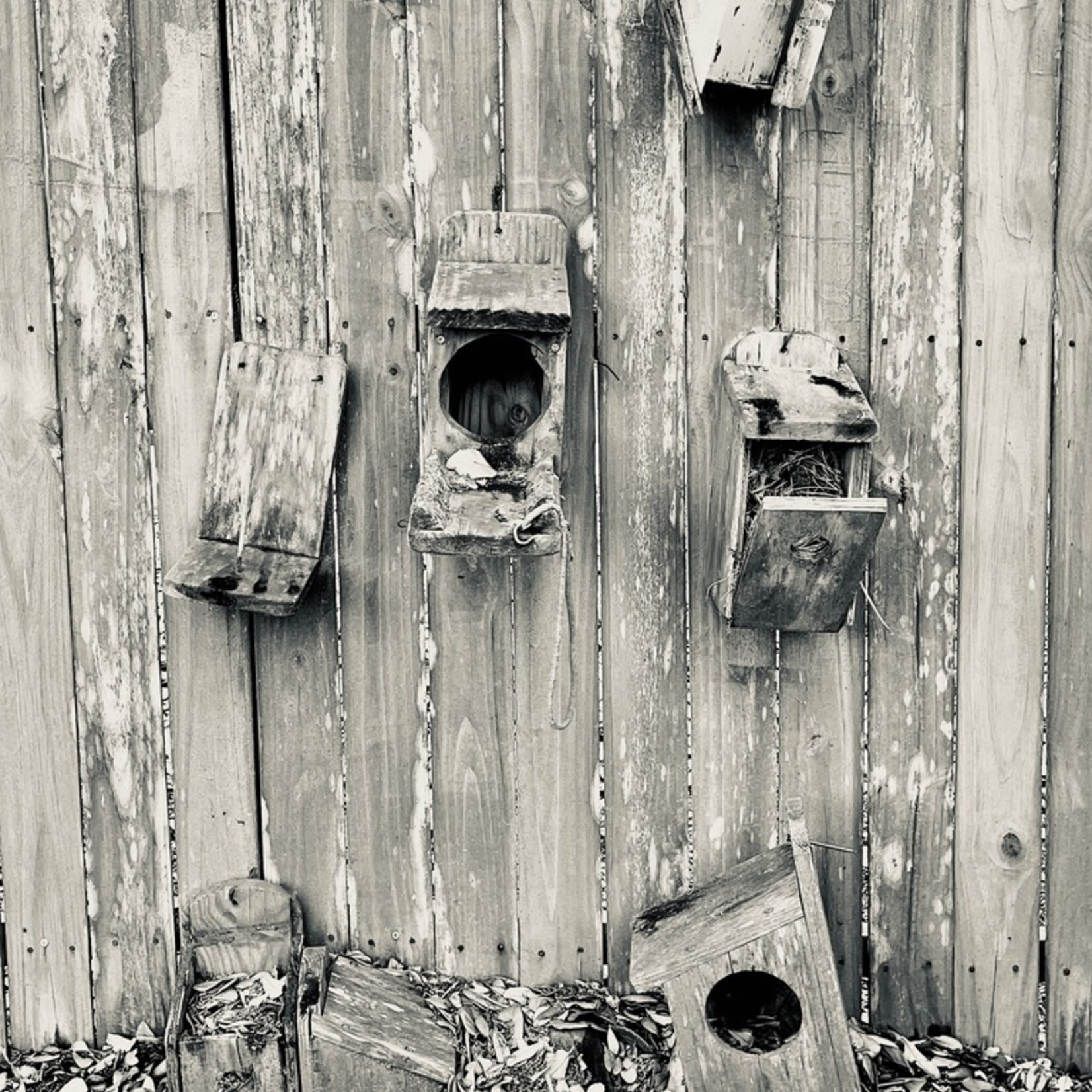 Muse Gallery Bird House Community by Cindy K. Smith