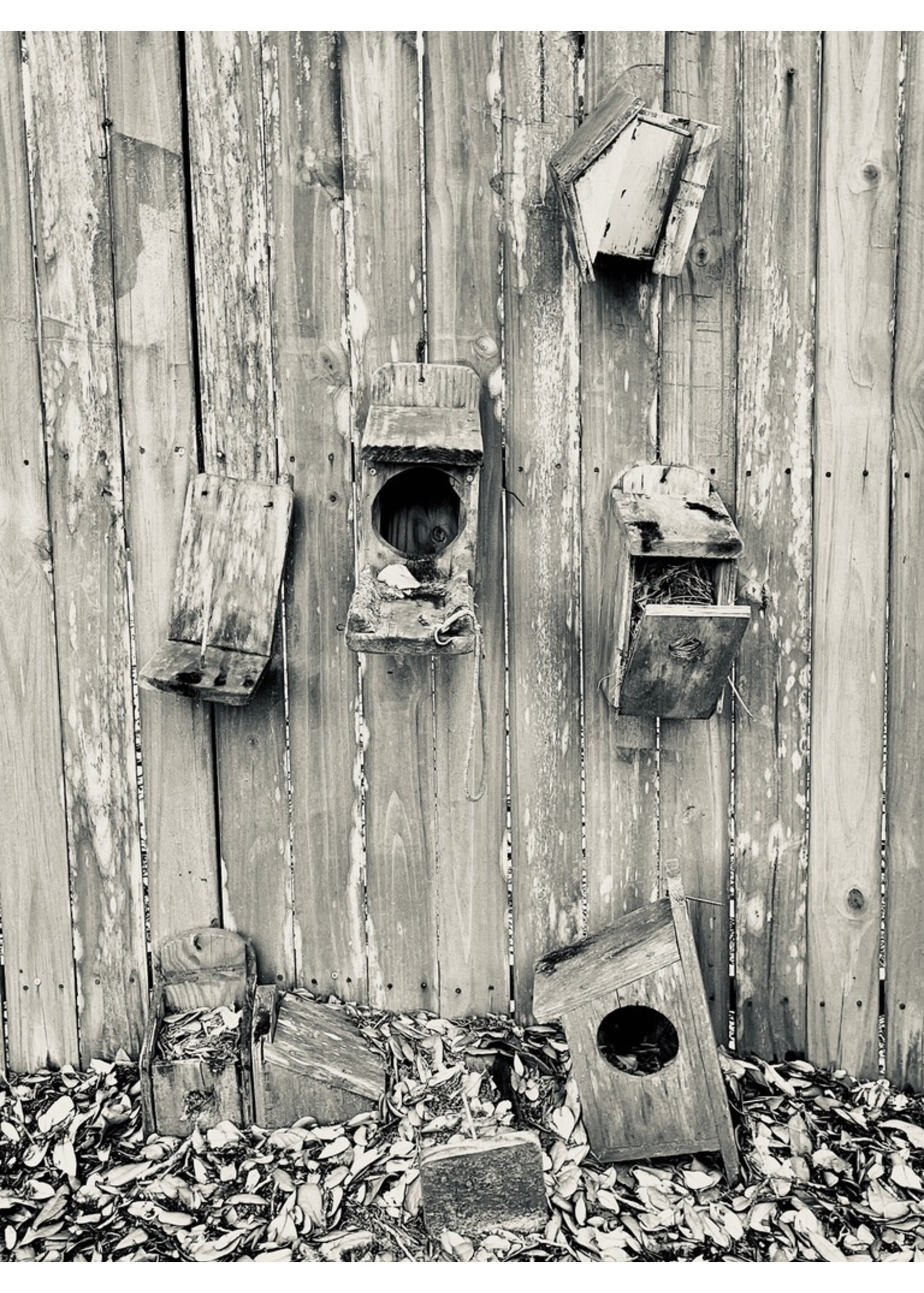 Muse Gallery Bird House Community by Cindy K. Smith