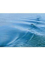 Muse Gallery Blue Water  by Cindy K. Smith