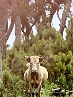 Muse Gallery Brown Cow by Cindy K. Smith