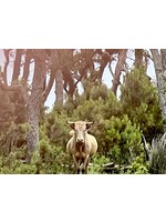 Muse Gallery Brown Cow by Cindy K. Smith