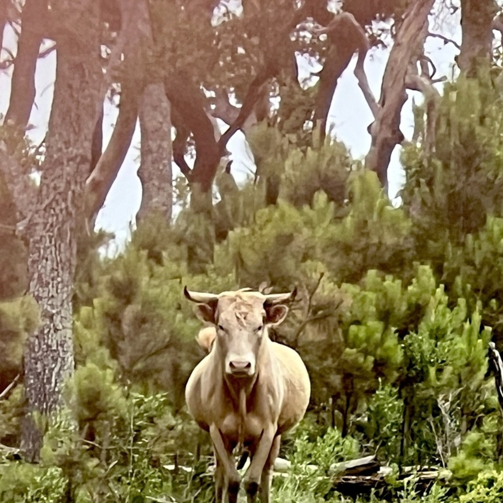 Muse Gallery Brown Cow by Cindy K. Smith