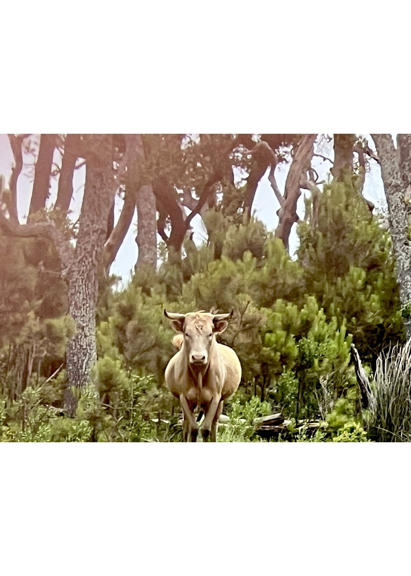 Muse Gallery Brown Cow by Cindy K. Smith