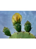 Muse Gallery Color me Cactus by Cindy K. Smith