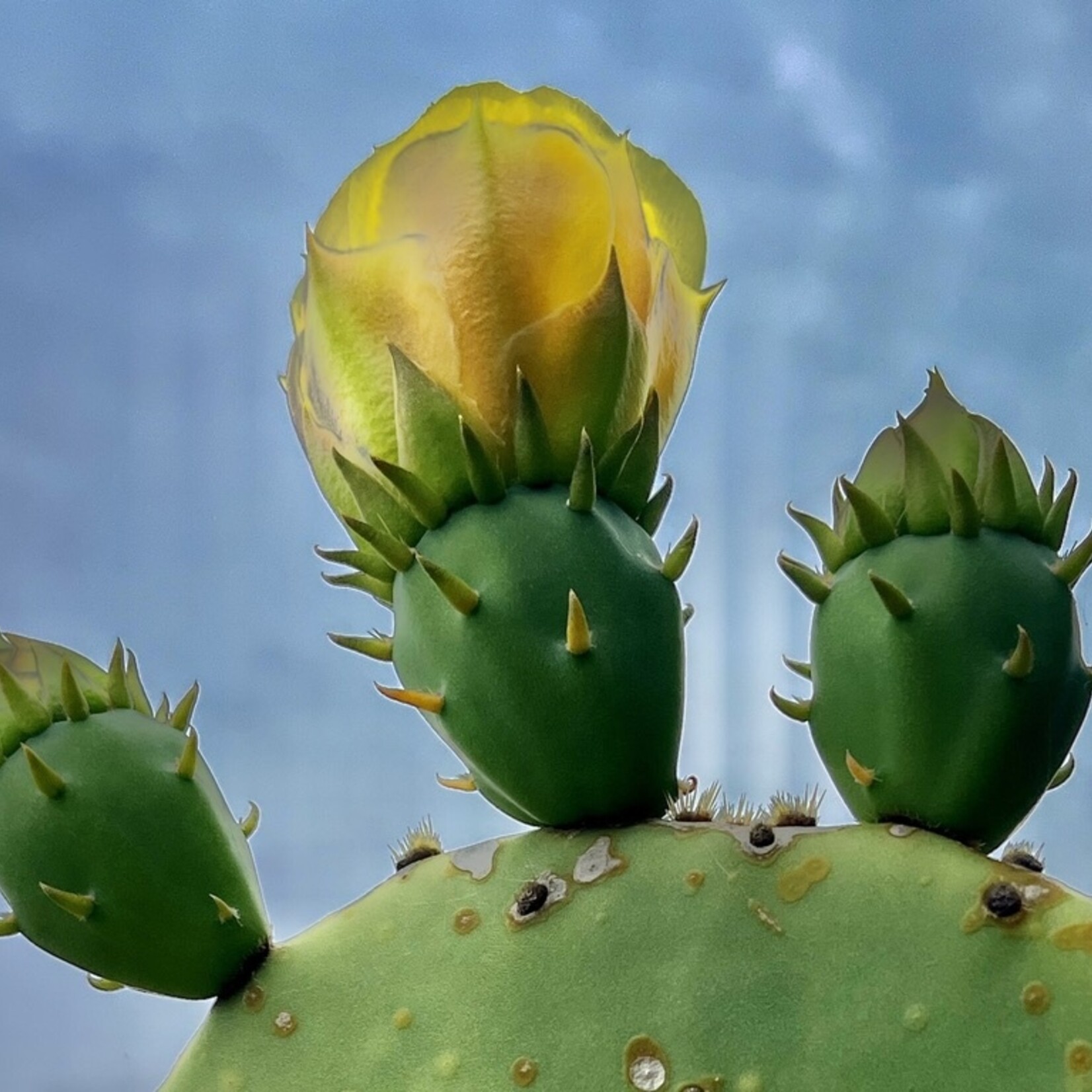 Muse Gallery Color me Cactus by Cindy K. Smith