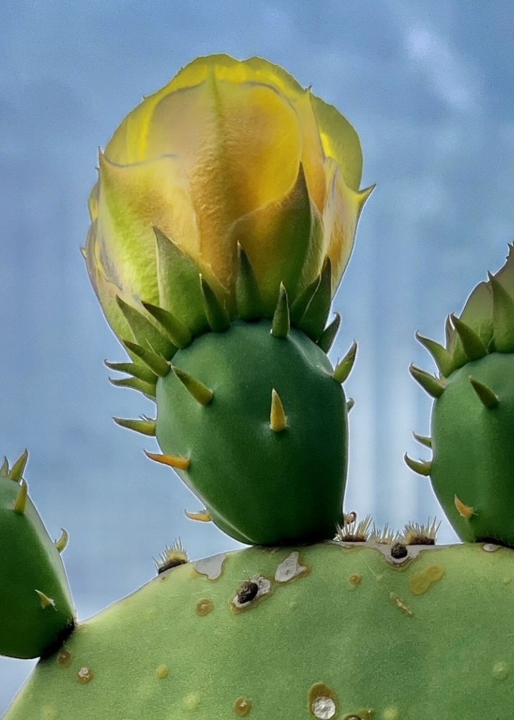 Muse Gallery Color me Cactus by Cindy K. Smith