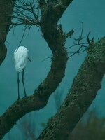Muse Gallery Egret in Blue by Cindy K. Smith