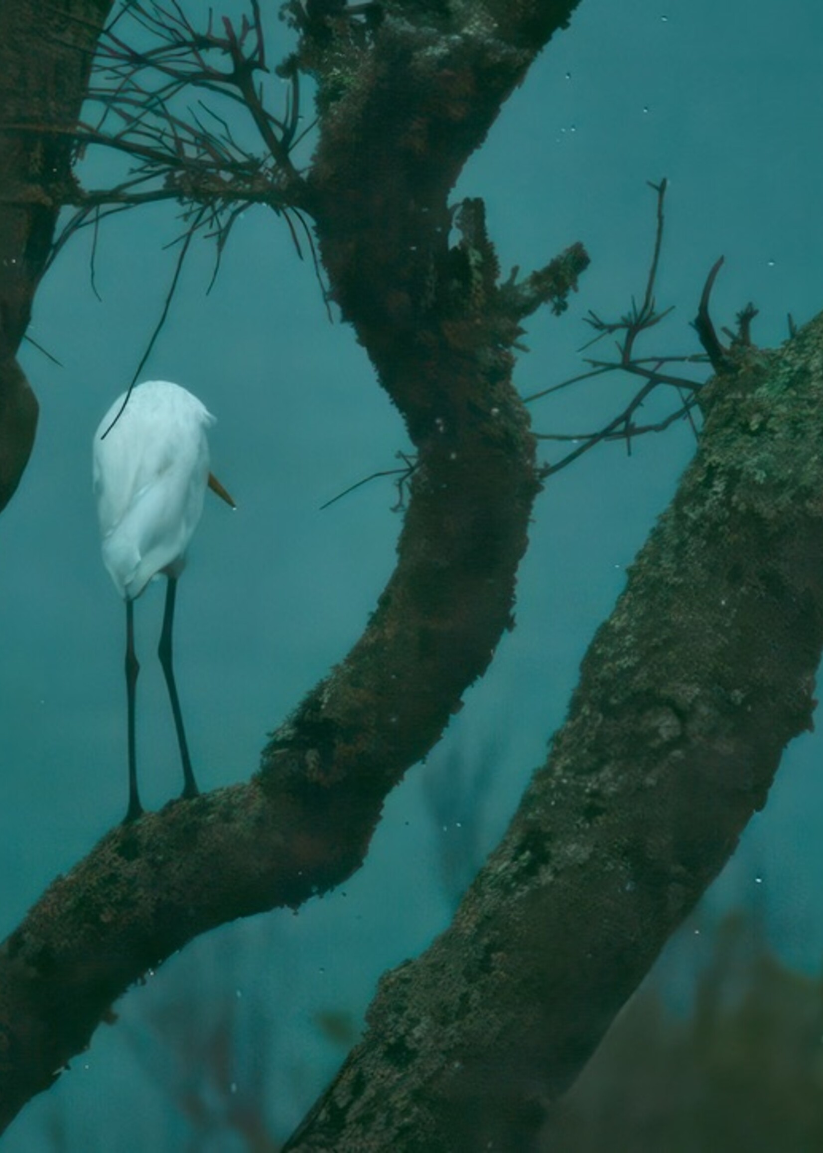 Muse Gallery Egret in Blue by Cindy K. Smith