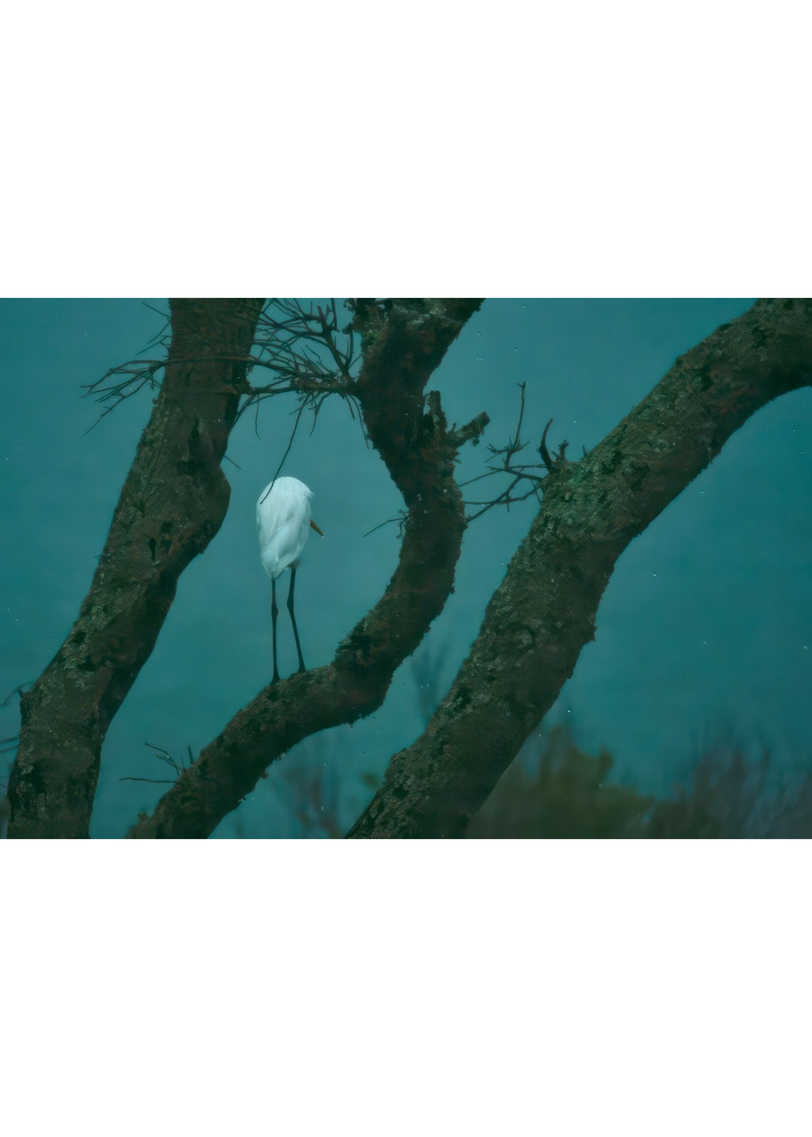 Muse Gallery Egret in Blue by Cindy K. Smith