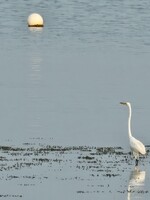 Muse Gallery Excuse Me, You're Not the Moon by Cindy K. Smith