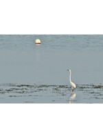 Muse Gallery Excuse Me, You're Not the Moon by Cindy K. Smith