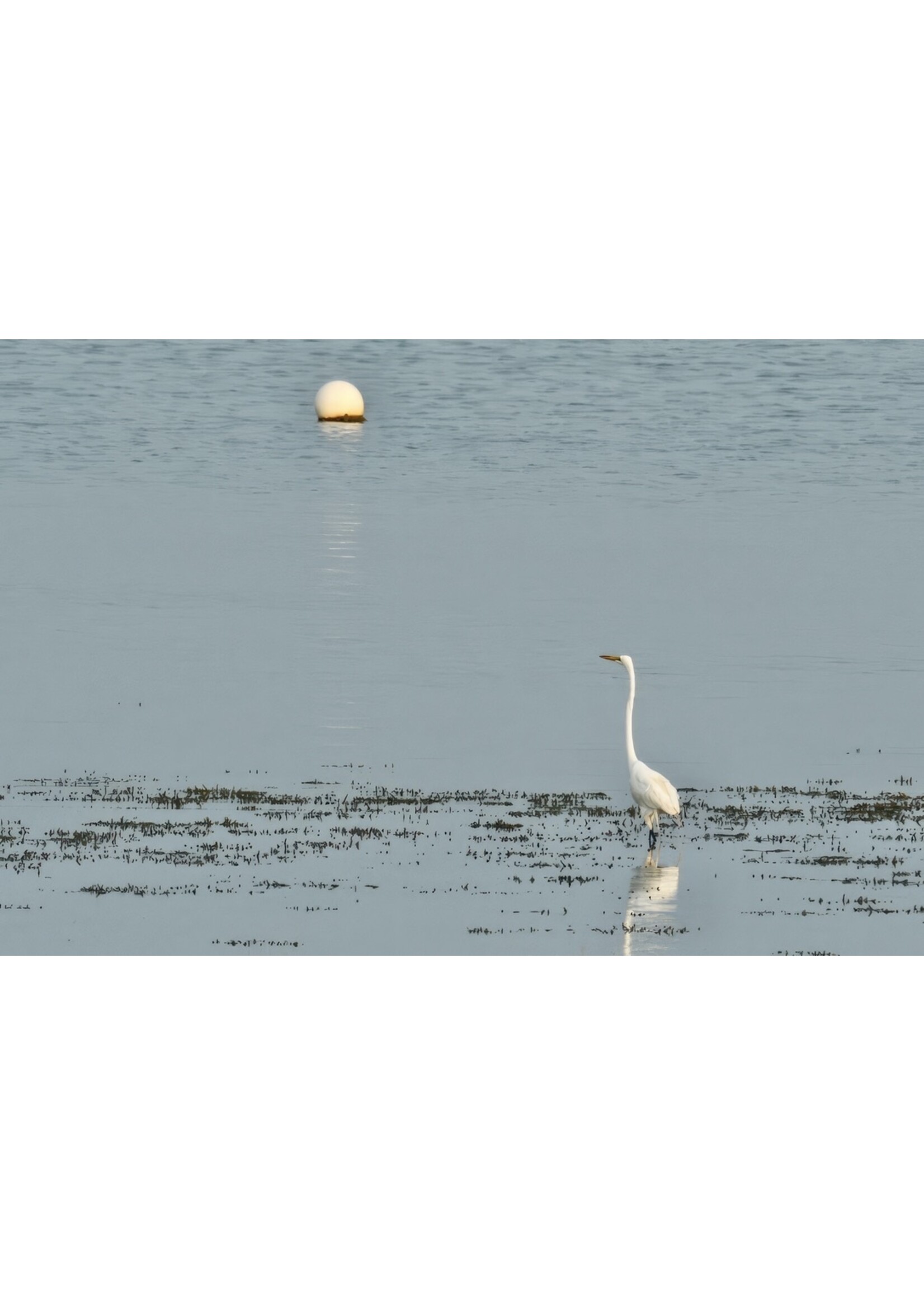 Muse Gallery Excuse Me, You're Not the Moon by Cindy K. Smith