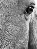 Muse Gallery Eye of Floyd  by Cindy K. Smith