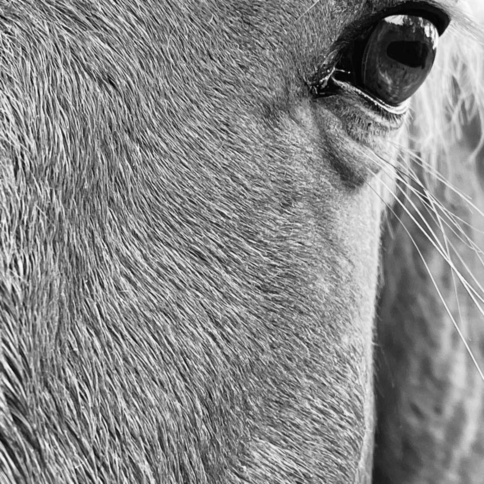Muse Gallery Eye of Floyd  by Cindy K. Smith