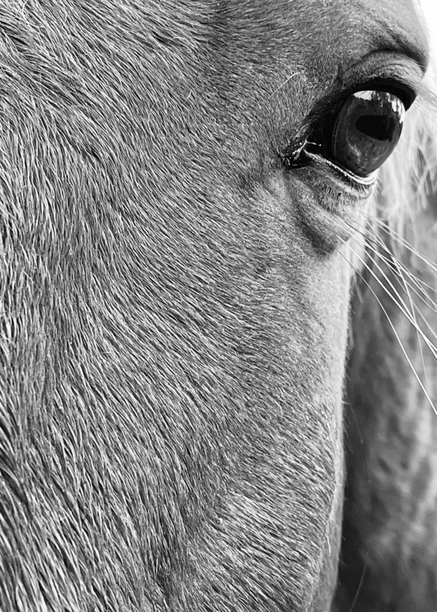 Muse Gallery Eye of Floyd  by Cindy K. Smith