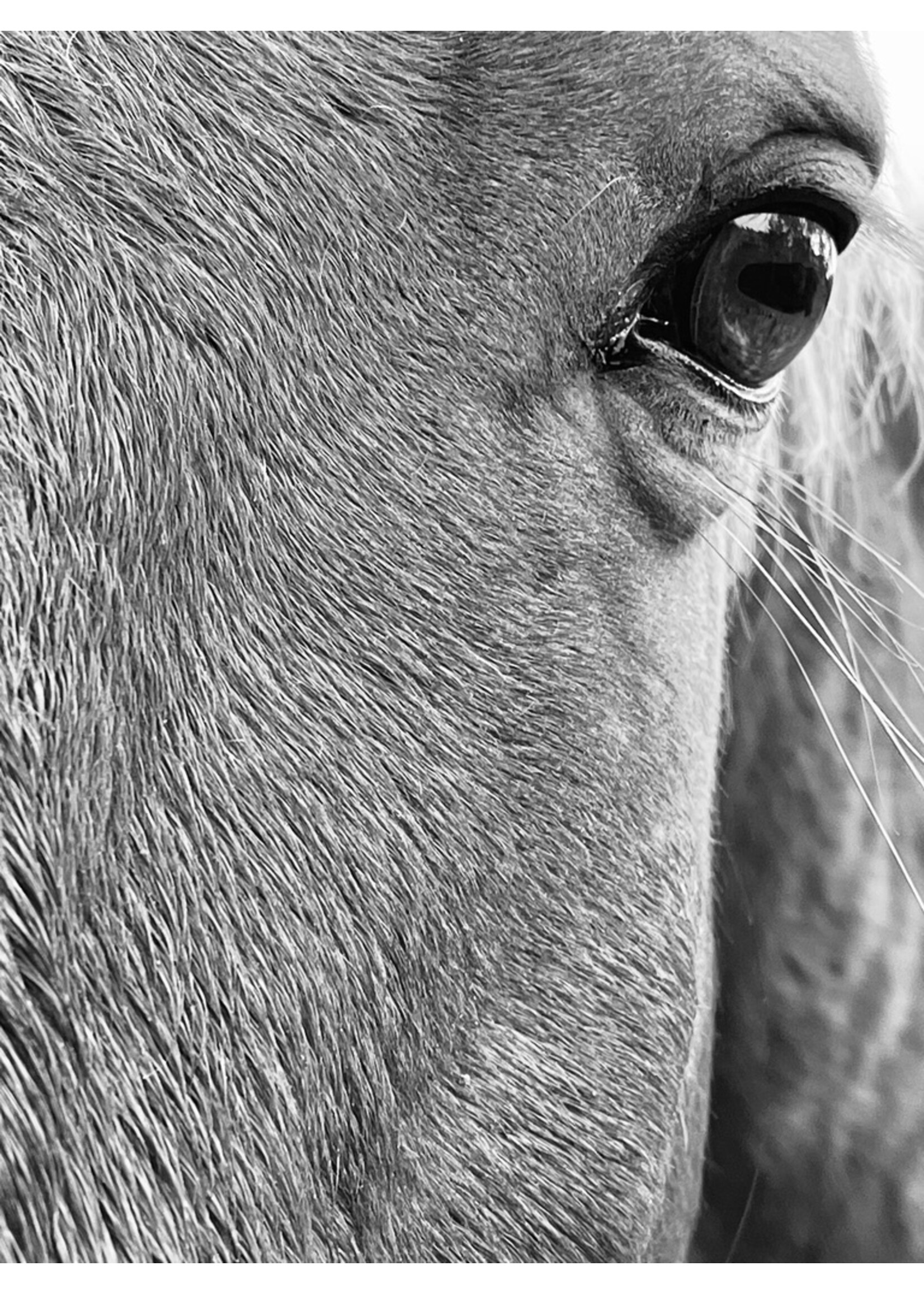 Muse Gallery Eye of Floyd  by Cindy K. Smith