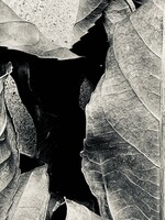 Muse Gallery Fallen by Cindy K. Smith