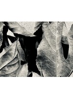 Muse Gallery Fallen by Cindy K. Smith