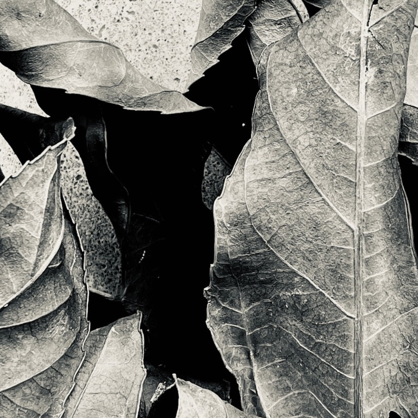 Muse Gallery Fallen by Cindy K. Smith